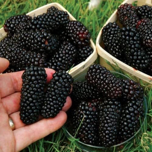 Image of Black Mulberry /Shahtoot Plant Bearing Fresh&Healthy |Must-Have Sweet Layering /Grafted For Gardeners |Live Hybrid Plant | All Season Rare Tropical Tasty Fruit Tree (MULBERRY PLANT)