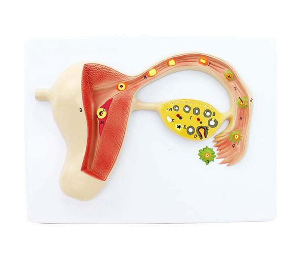 Modello anatomico Umano Modello di processo di Formazione dell'uovo fecondato Umano Modello di Sviluppo embrionale Modello anatomico dell'utero Umano per Lo Studio dell'insegnamento Medico