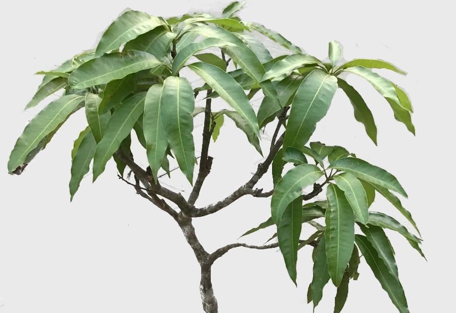 Baishnab mango plant-200mg