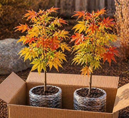 2-Pack Live Red Japanese Maple Tree Starts Acer Palmatum Seedlings Ornamental Landscape Trees Vibrant Spring Color Easy to Grow Starter Plants