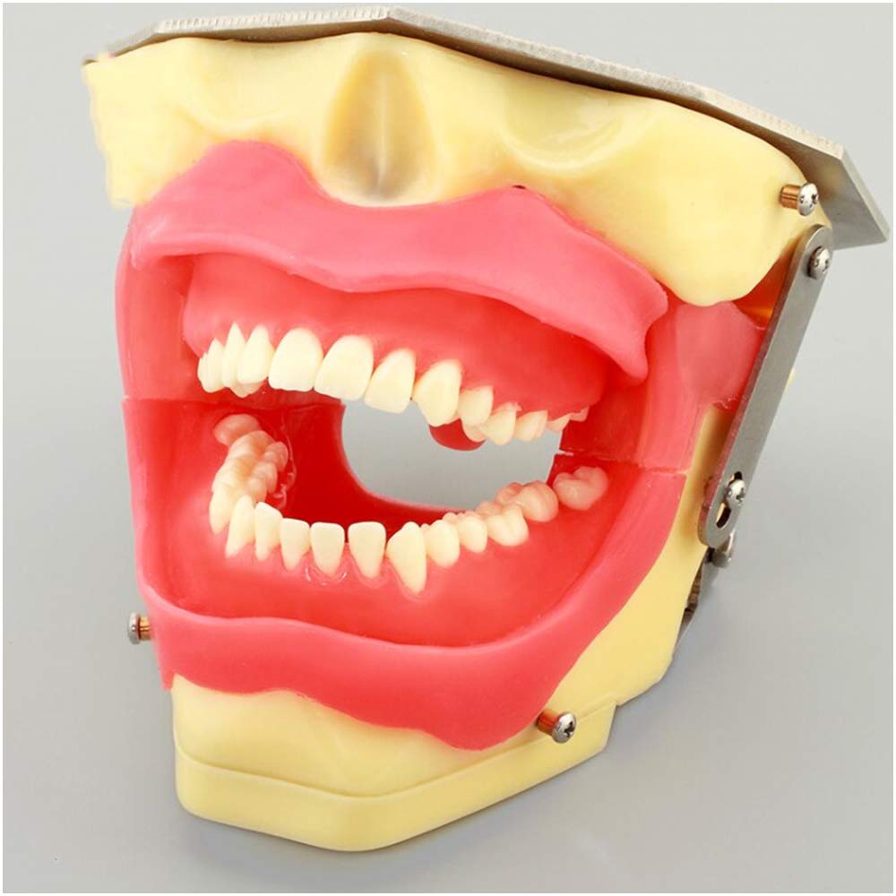 Sjdopulse A Teeth Model For Education - Teeth Extraction Model - Dental Teeth Study Teaching Model - Simulation Oral Tooth Teeth Practice Training Model - For Study Teaching (A)