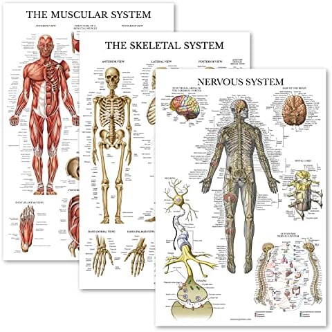 Palace Learning 3 Pack - Muscle + Skeleton + Nervous System Anatomy Poster Set - Muscular and Skeletal System Anatomical Charts - Laminated 18" x 24" Cover