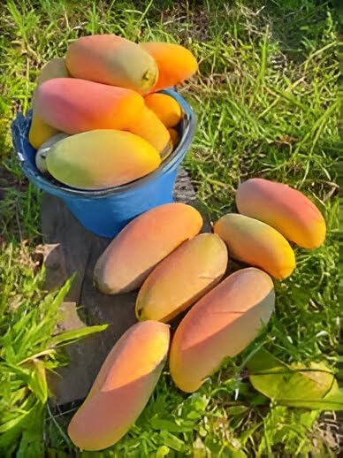 Image of Sweet & Testy Delicious GraftedMahachanok Mango FruitTree plant || For Home Garden Fruit Tree Plant outdoor indoor plant
