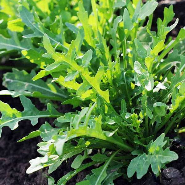 Seeds Ville F1 Rucola Argula Cultivated, Rocket Salad Seeds- Organic - 50 Seeds Kitchen Garden Pack (B09T9TNQ2H) Amazon Price History, Amazon Price Tracker
