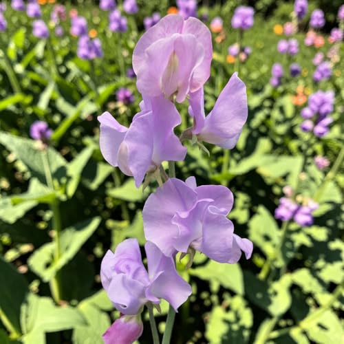 Carbeth Plants Sweet Pea Plant in 9cm Pot - Fragrant Climbing Annual Flowers - Colourful Summer Blooms - Ideal for Trellis Arches & Cottage Gardens (3 Lavender)