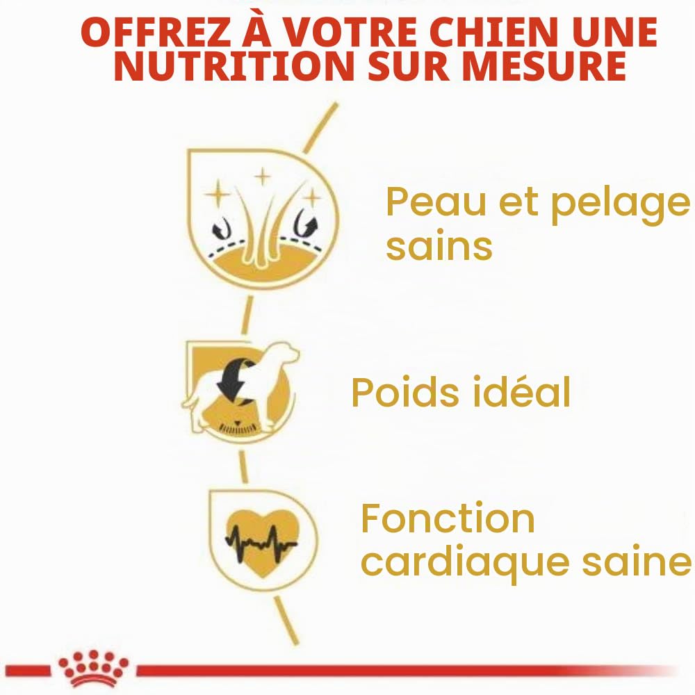 Royal Canin Cocker Adult - sac de 12 kg/Croquettes pour chien Cocker adulte