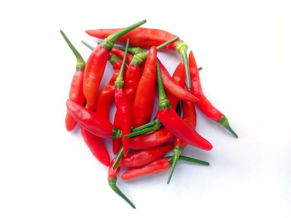 Chilli Plants, 'Birdseye', 3 x Full Plants in 9cm Pots, Hot Chilli - Birdseye Chillies, Peppers, Garden Ready and Ready to Plant, Premium Quality Chillies