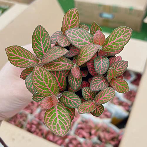 semillas de Fittonia - de interior fáciles cuidar productos sostenibles resistentes balcón oficina decorativas interior purificadoras aire exóticas 320pcs