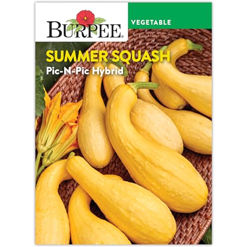 Burpee 'Pic-N-Pic Hybrid' Summer Squash Seeds - Non-GMO, Container Friendly, Summer Crookneck Squash, Yellow Squash, Direct Sow, 2gm Seed Packet for Home Gardening
