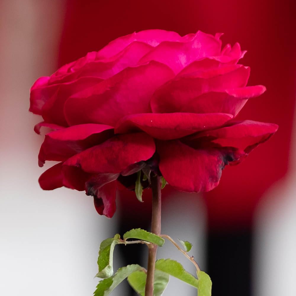 YouGarden Harkness Rose 'Forever in our Hearts', Gift Wrapped Hybrid Tea Rich Red Fragrant Repeat Flowering, 4 Litre Pot