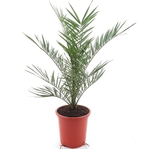 Palmera Canaria Natural