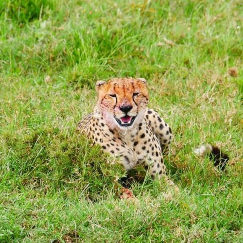 『Wild Systems Podcast』のカバーアート