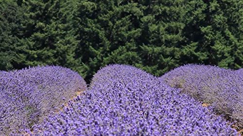 Aceite Esencial de Lavanda y Abeto para Difusores 8oz miniatura 6