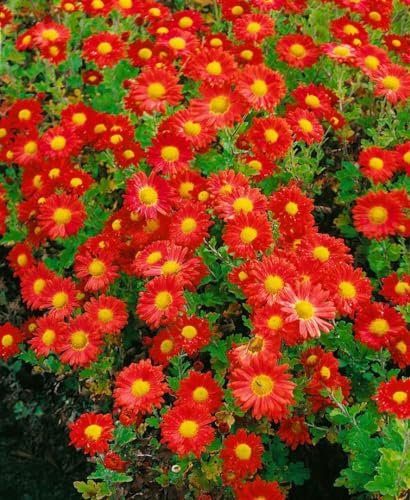 Chrysanthemum x hortorum 'Fellbacher Wein' 9x9 cm Topf – Winterhart, Mehrjährig, Pflegeleicht – Garten-Chrysantheme – Beet- & Kübelpflanze für Garten & Terrasse