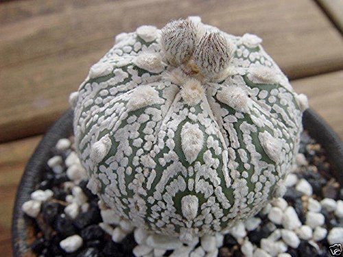 Amazon.com : SILVER DOLLAR CACTUS (Astrophytum asterias Super Kabuto) 10  seeds : Patio, Lawn & Garden