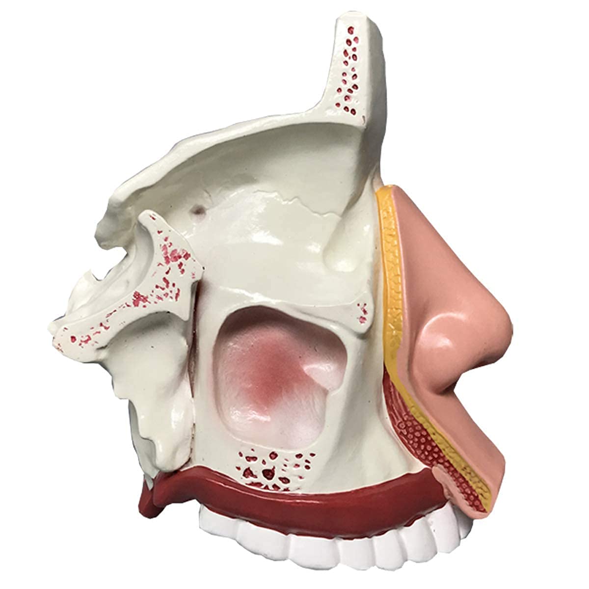 Montaż Anatomicznego Kształtu Nosa Anatomii ENT Model Anatomii Dla Modelu Nauczania Nauki, Wielobarwne Materiały Dydaktyczne Do Szkoły, Edukacji