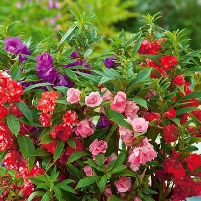 SeeGreen Balsam Dopati Mixed Color Hybrid Flower Seeds For All Season (50 Seeds Pack)