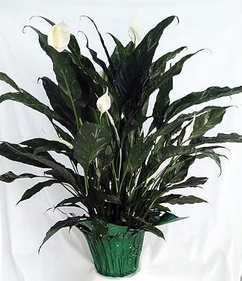 Domino Peace Lily Plant - Spathyphyllium - Easy - 6" Pot/Decorative Pot Cover