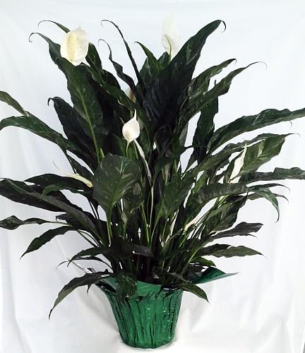 Hirts Domino Peace Lily