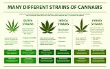 Many Different Strains Of Cannabis Poster, Cannabis Botanical Print - Botanical Poster Cannabis Sativa Print Cannabid Poster Weed Poster Botanical Wall Art Poster and Canvas