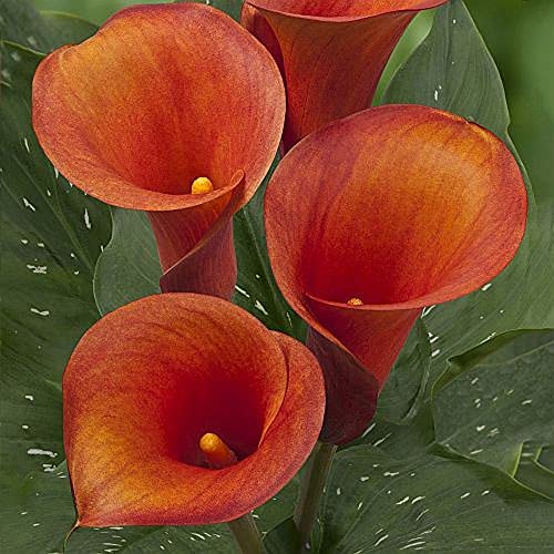 PLANTOGALLERY Flower Bulbs | Zantedeschia/Calla Lily ' Odeon ' Flower Bulbs For Home Gardening (20 Bulbs Pack)