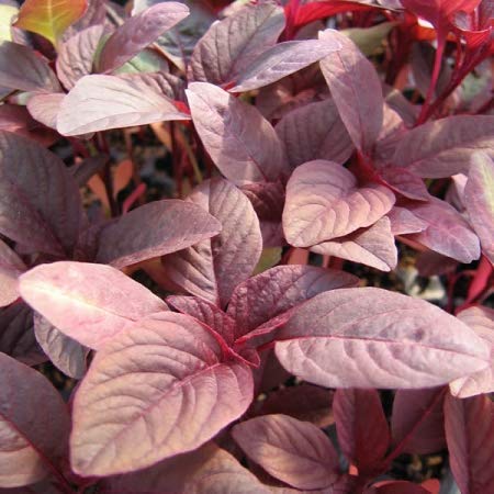 Golden Hills Farm® (AVG 10000-20000) seeds Hybrid Red Spinach High Yield Amaranthus Leaf Rich Lal Saag Cheera Seeds (B08677ZZYV) Amazon Price History, Amazon Price Tracker