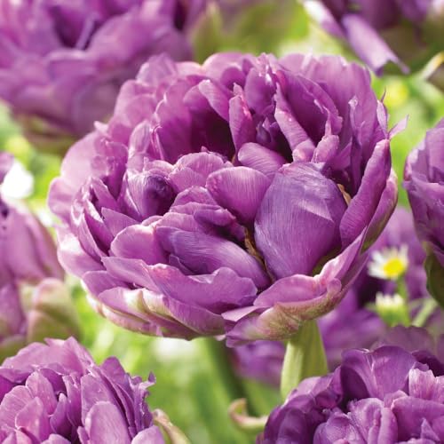 Tulip 'Wow' – Stunning Dark Purple Peony-Style Hardy Perennial Tulip Bulbs, Long-Lasting Cut Flowers for Spring Borders, 16 Bulbs, by Thompson & Morgan
