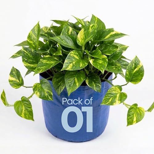 Image of Bio Blooms Round HDPE Plant Grow Bag for Terrace & Kitchen Gardening | Pack of 1 | 9x12 | 350 GSM Heavy Duty Outdoor Grow Bag | Durable Planter for Vegetables, Flowers & Plants | Blue