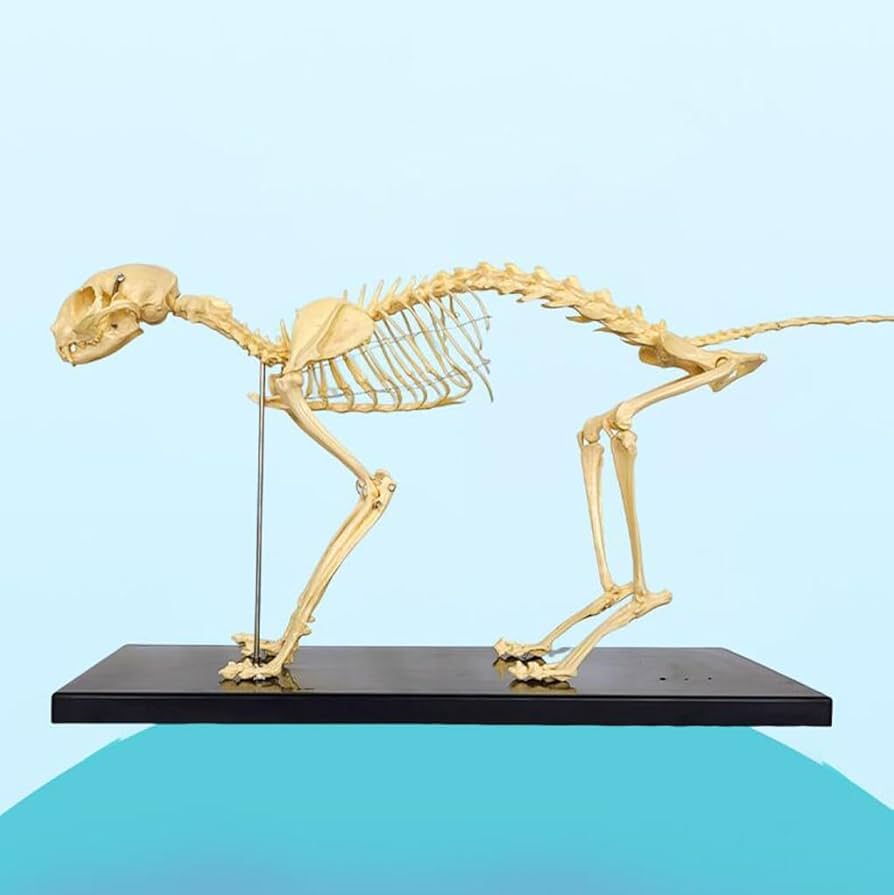 猫全身骨格模型 解剖学標本 W47×L23×H32cm 猫全身骨格模型 解剖学標本 W47×L23×H32cm Amazon.co.jp: 猫の
