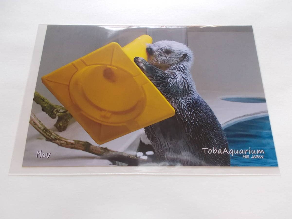鳥羽水族館 コレクションカード ラッコ キラ Amazon.co.jp: 鳥羽水族館 ラッコ40周年記念 メイ キラ