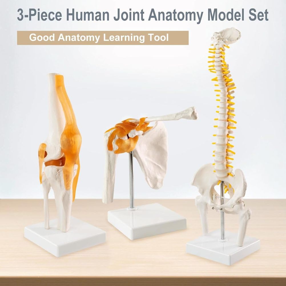 Modelo anatómico humano para educación médica, modelo de articulación trinuclear, escala 1:1 para rodilla, hombro, columna vertebral, pelvis, ideal para introducción al paciente y terapia física