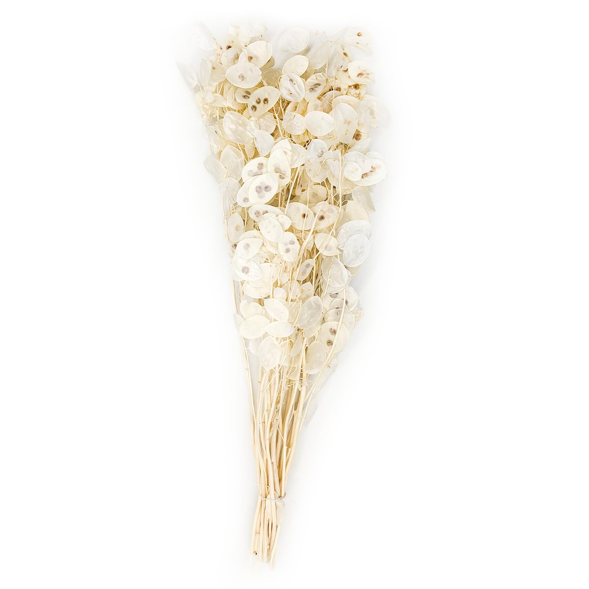 Silvertaler (Lunaria) - Blanco