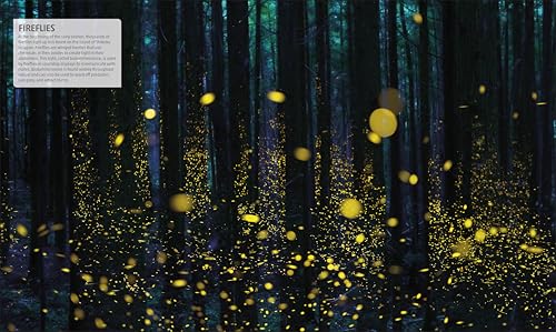 Explanatorium of Nature: Where the Wonders of the World are Revealed (DK Explanatorium) - Image 6