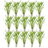 CANTON AQUATICS Chain Sword Narrow Leaf Hellanthium Bolivianum - Live Aquarium Plant - Freshwater - Medium Light