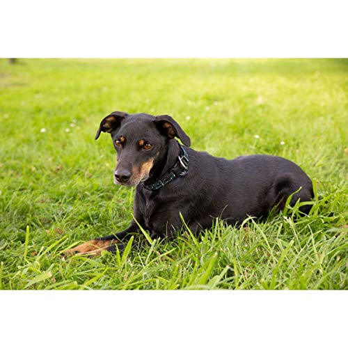 Hunde Set HALSBAND UND LEINE (Classic Sports HW19)