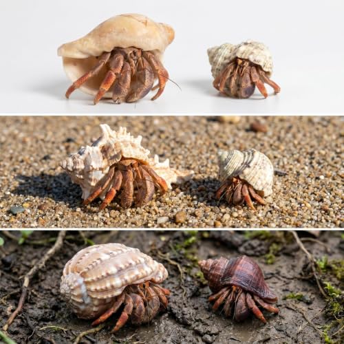 Image of 6PCS Hermit Crab Shells Large | Assorted Sea Conch 2 inch - 3.9 inch, Opening Size 1.5 inch - 2.5 inch | Natural Hermit Crab Growth Turbo Seashells Small Medium Large Hermit Crab Accessories Supplies