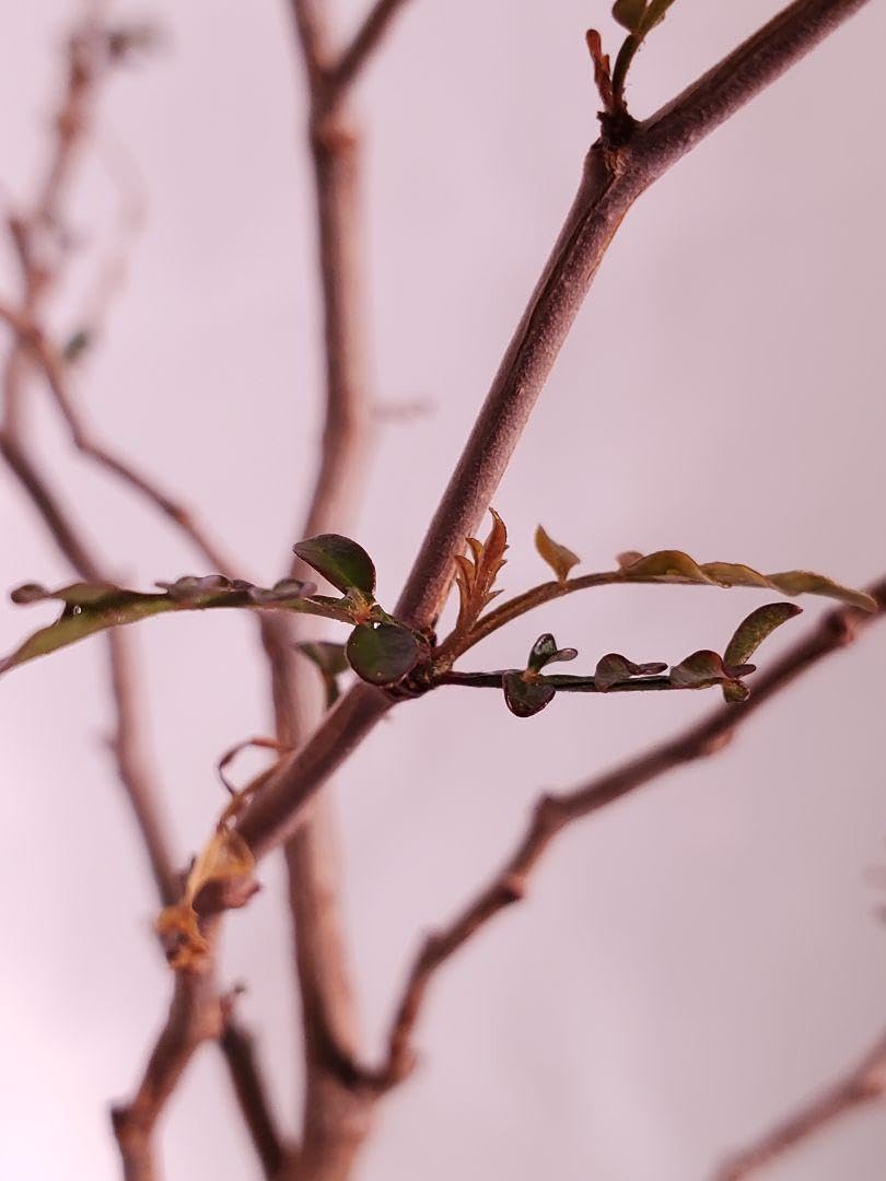 チ6650 「実生株」オペルクリカリア パキプス 2年株 抜き苗【落葉中・発