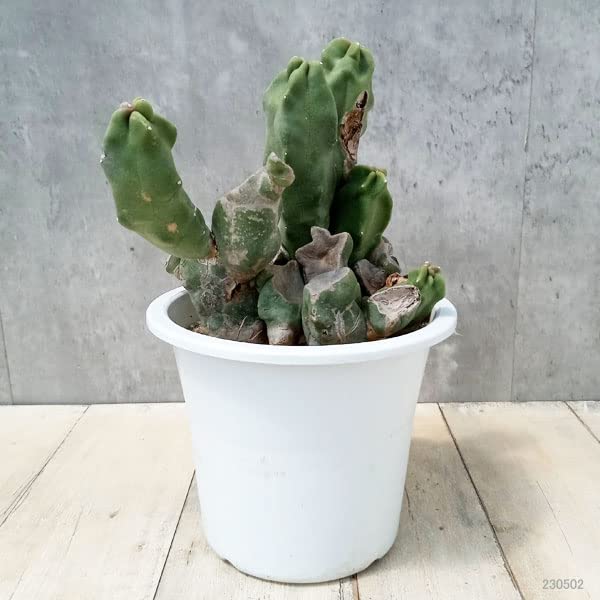 ロフォセレウス 羅漢丸　珍品 ロフォセレウス 羅漢丸 Lophocereus schottii 'monstrosa'20230823