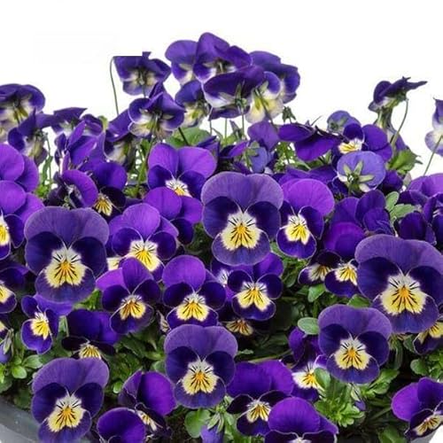 ビオラ：フィオリーナ ブルーイエロー3.5号ポット6株セット*のサムネイル