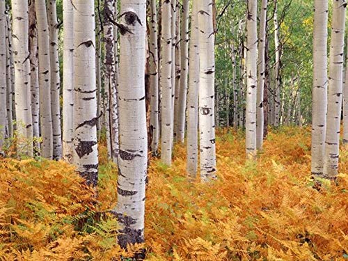 Portal Cool 100Pcs Russische Birke Bereza Bonsai-Baum-Samen  Indoor-Frischluft-Hausgarten-Bume : Amazon.de: Garten