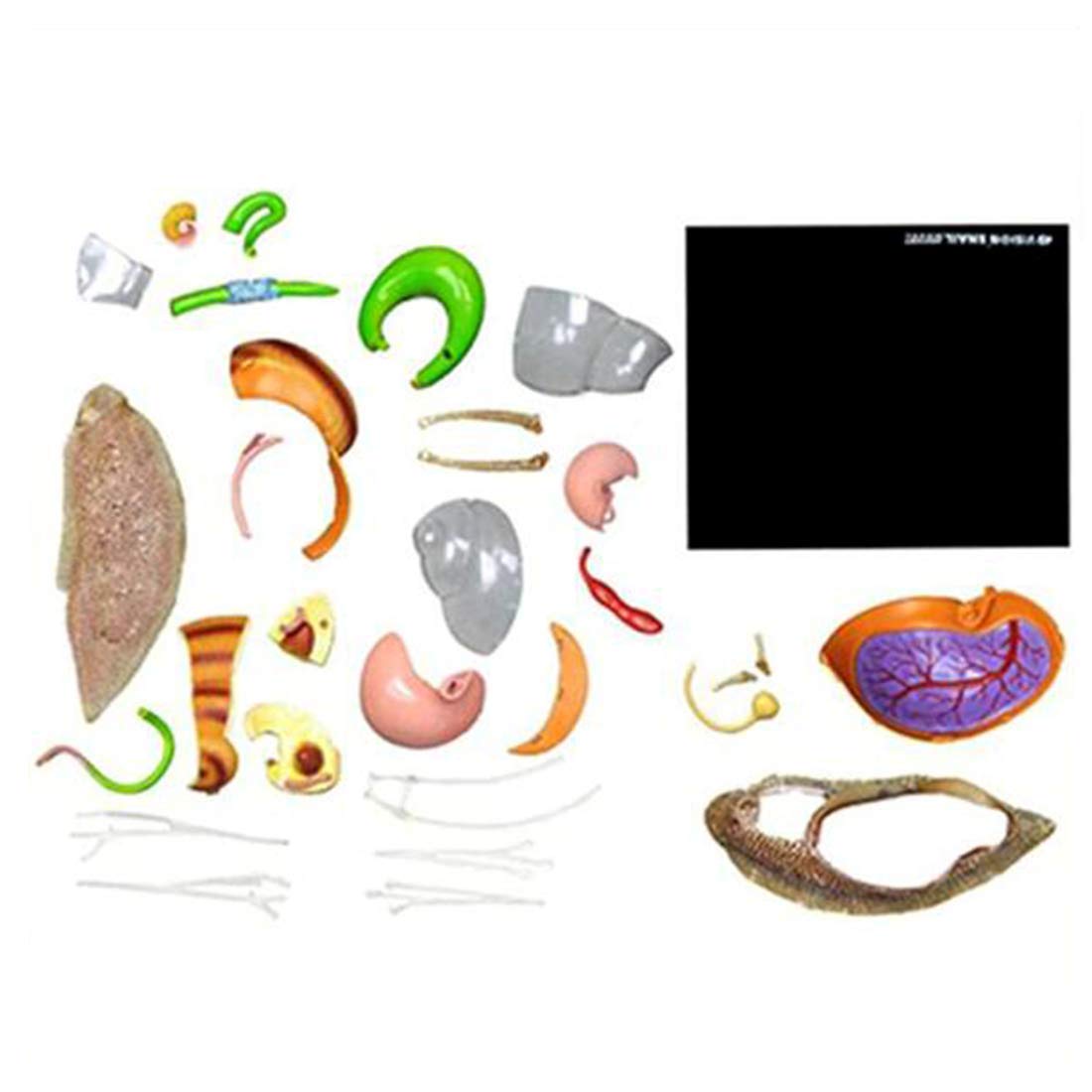 Amazon.co.jp: 4Dビジョンカタツムリ解剖学モデル、パズルアセンブリ