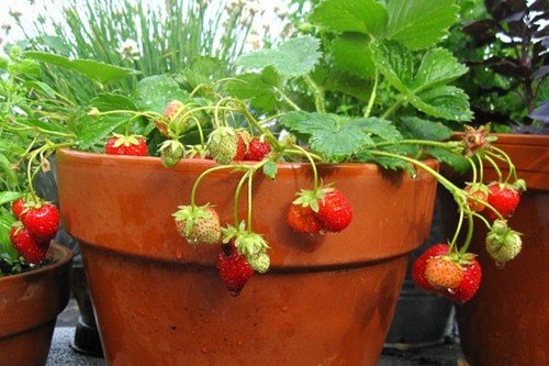 Creative Farmer Herb Seeds For Kitchen Garden - Strawberry Seeds For Small Pot Home Garden Kitchen Garden Pack