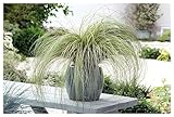 1 x Carex comans 'Amazon Mist' im 1 Liter Topf (Ziergras/Gräser/Winterhart/Mehrjährig/Immergrün/Bodendecker) Neuseeland Segge - Sanftes Grün für harmonische Gartenlandschaften - von Stauden Gänge