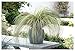 Produktbild 5 x Carex comans 'Amazon Mist' im 1 Liter Topf (Ziergras/Gräser/Winterhart/Mehrjährig/Immergrün/Bodendecker) Neuseeland Segge - Sanftes Grün für harmonische Gartenlandschaften - von Stauden Gänge
