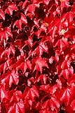 Red Colored English Ivy Hedera Helix 25 Seeds Air Purification Plant
