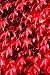 Red Colored English Ivy Hedera Helix 25 Seeds Air Purification Plant