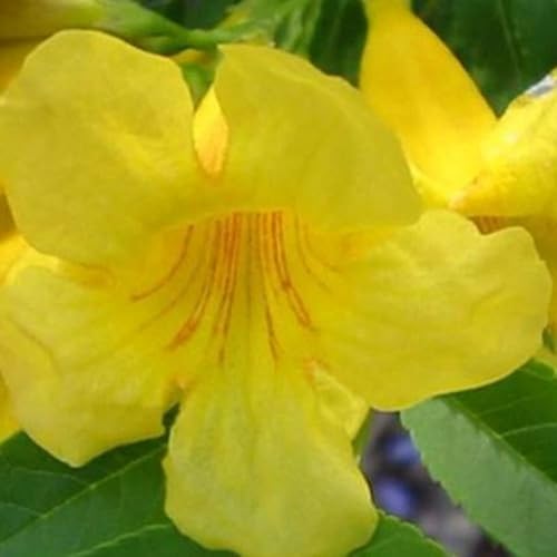 Palm Beach Medicinal Herbs - Tronadora (Tecoma stans) - Paquete de 20 Semillas