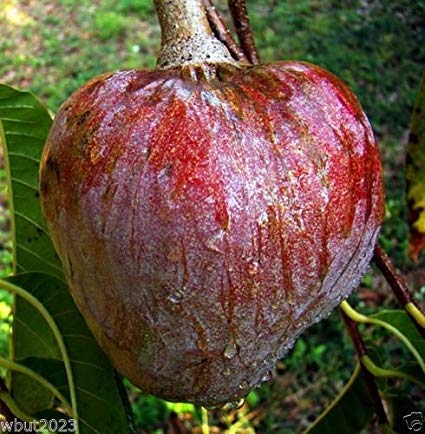 Aiden Gardens Rare Jamaican Custard Apple Annona Reticulata Bullocks Heart Fruit 1 Healthy Live Plant (Seedling) (B083JKPJS9) Amazon Price History, Amazon Price Tracker