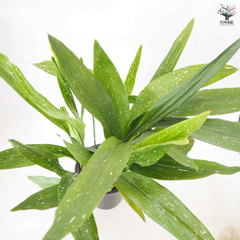 Amazon｜ITANSE ハラン 天の川 7号 1個売り 観葉植物 斑入り 星