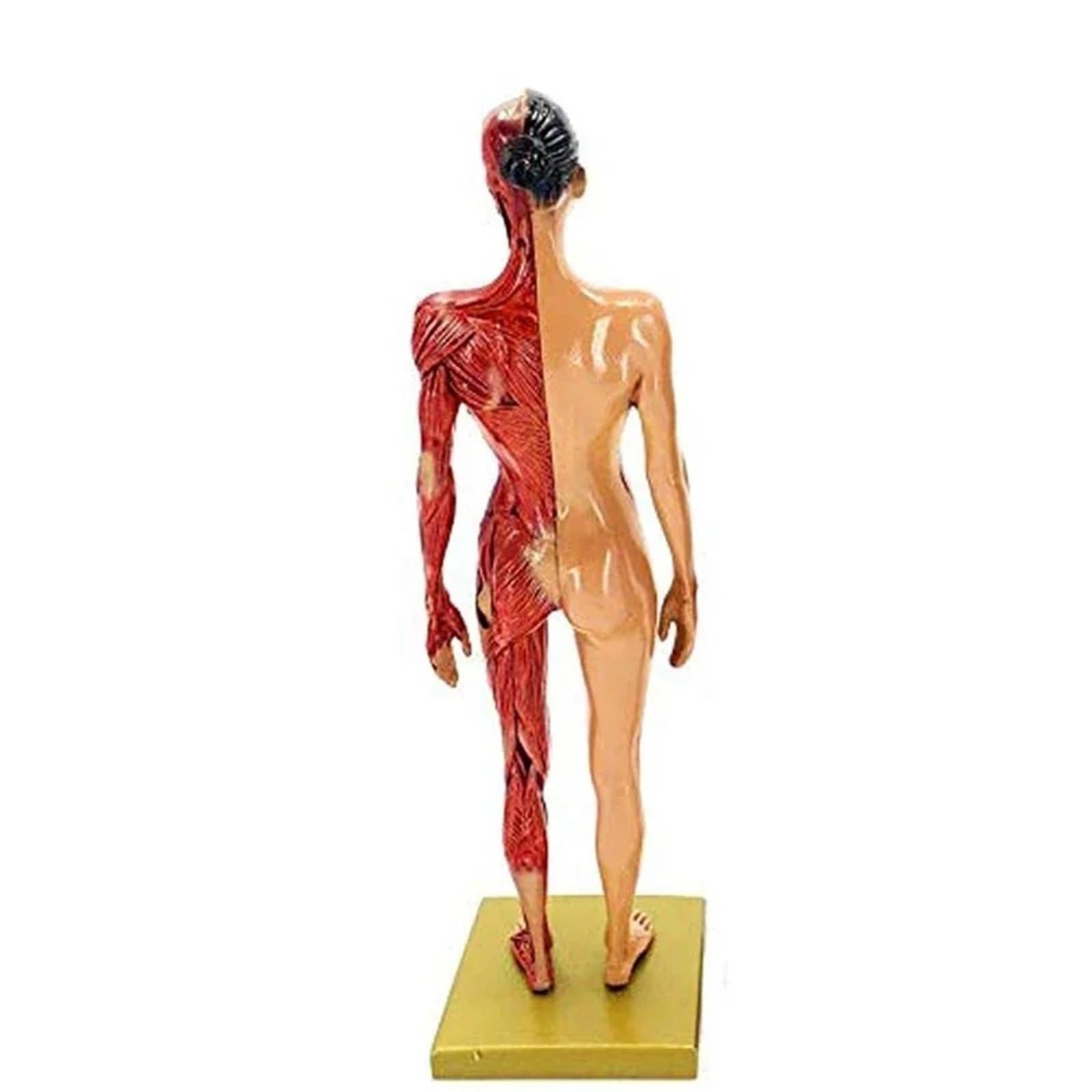 Modelo de esqueleto muscular de anatomía humana de 30 cm, media piel, medio músculo, resina, ayuda de enseñanza médica (mujeres)